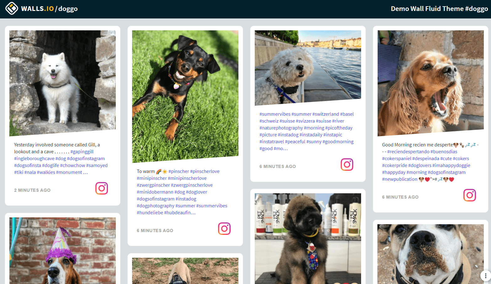 The image showcases a demo of a social media wall with various Instagram posts of dogs, each post featuring an image and captions with hashtags, designed to demonstrate the wall's layout and functionality for embedding on websites.