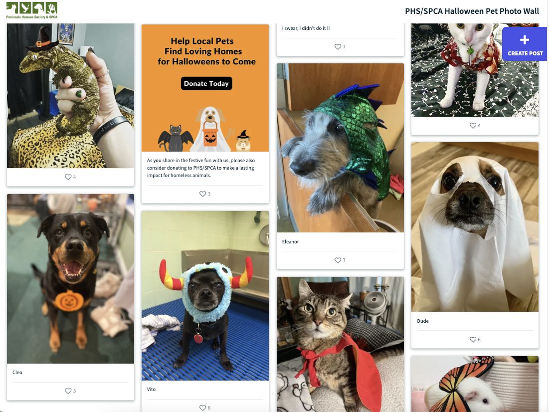 A social wall with eight different photos from dogs, cats, reptiles and a  hamster dressed up with halloween costumes. (halloween social media posts)